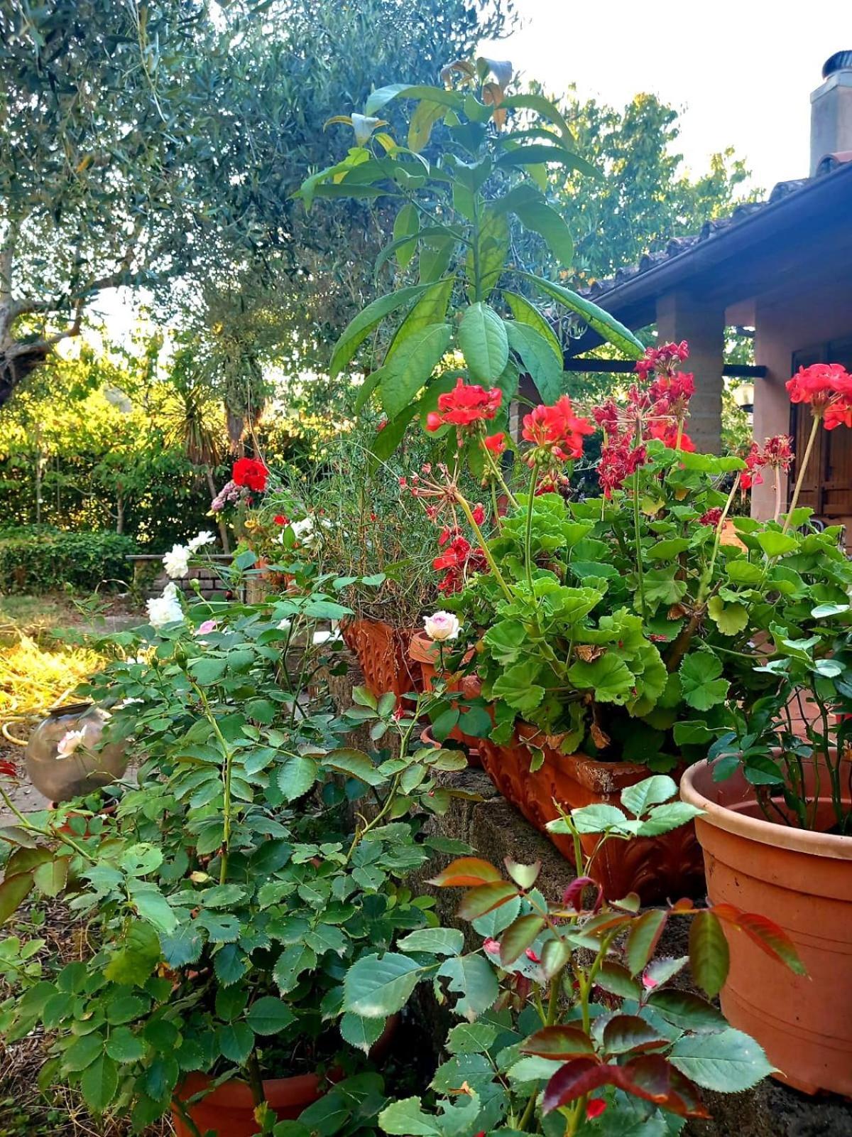 All'Ombra Degli Olivi Pisciarelli Exterior photo